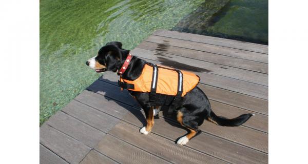 Merco Dog Swimmer plávacia vesta pre psa oranžová, veľ. M